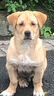 宝路狗粮老年犬狗粮 7岁以上牛肉味1.8KG*8全犬种通用14.4kg全价粮 实拍图