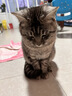 伟嘉成猫猫粮 夹心粮10kg牛肉味全价猫粮 实拍图