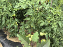 俄国革命史全三卷 传奇革命家托洛茨基的重磅著作详尽解读十月革命历史汉译名著本16 实拍图