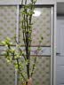 爱已装糖仿真绿植假花花瓶插花单支diy花束塑料花客厅摆件装饰花相思果1束 实拍图