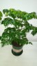 盆栽花卉绿植办公室红掌室内盆栽盆景大型绿植 幸福树 含盆栽好发货整体高度都在40厘米以上 实拍图