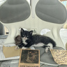 欢宠网猫玩具猫咪逗猫棒猫薄荷球不倒翁自嗨神器自己玩解闷猫猫小猫幼猫 实拍图
