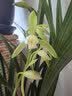 劉閣蘭花兰花苗建兰大凤素浓香好养室内花卉盆栽 4苗连体带花裸根源头直发 实拍图