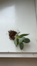 【亏本冲量】多肉植物盆栽新手套餐迷你绿植 鸡蛋碧桃1棵(不带盆和土） 实拍图