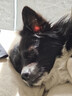 普安特宠物猫咪洗耳液耳螨狗狗滴耳液猫耳朵清洁耳垢臭痒漂护理液尔加分 实拍图