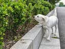 petlimit狗狗牵引绳宠物p链遛狗链子小中大型训犬防爆冲随行一体P绳1.8米  实拍图