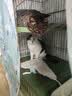 皇家成猫猫粮 口感型 ES35通用粮12月以上10KG 实拍图
