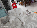 麦富迪猫零食猫冻干猫咪零食冻干桶成幼猫通用冻干磨牙零食 3罐（鸡胸肉+鸭胸肉混合装） 实拍图