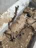欧悟 特大巨峰葡萄树苗 无籽葡萄苗庭院阳台盆栽地栽果树苗南北方种植 巨峰【8年苗-结果多】 实拍图
