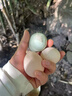 史丹利瓜果蔬菜植物营养液西瓜韭菜葡萄辣椒果树种菜肥料绿植花卉500ml 实拍图