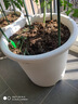 爱丽思（IRIS）Deepot深型花盆大号口径家用树脂塑料加仑月季绣球龟背竹专用植物 18号 白色 (口径57.5cm) 约58L 新品超大号 实拍图