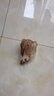 憨憨乐园狗狗磨牙棒宠物狗咬胶狗零食泰迪金毛成犬幼犬专用洁齿骨头10寸 实拍图
