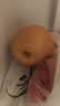 京鲜生 长城丰水梨 5斤装 单果250g+ 生鲜端午水果 实拍图