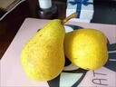 粤迎山东烟台太婆梨【JD顺丰送货上门】新鲜当季梨子软糯香甜大头蕉梨 1斤尝鲜装【当季尝鲜装-较不划算】净0.8斤 A+级精选果【单果100g+】甜 实拍图