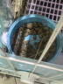 宠尚天兔粮兔饲料幼兔成兔荷兰猪豚鼠粮食饲料高纤牧草膨化兔粮5斤 实拍图