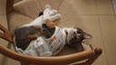 华元宠具（hoopet）猫咪绝育服母猫猫宠物小狗狗手术服透气断奶服公猫防舔术后用衣服 实拍图