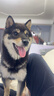 皇家狗粮 柴犬幼犬狗粮 犬粮 宠物小型犬 SIJ29 全价犬粮 2-10月 3KG 实拍图