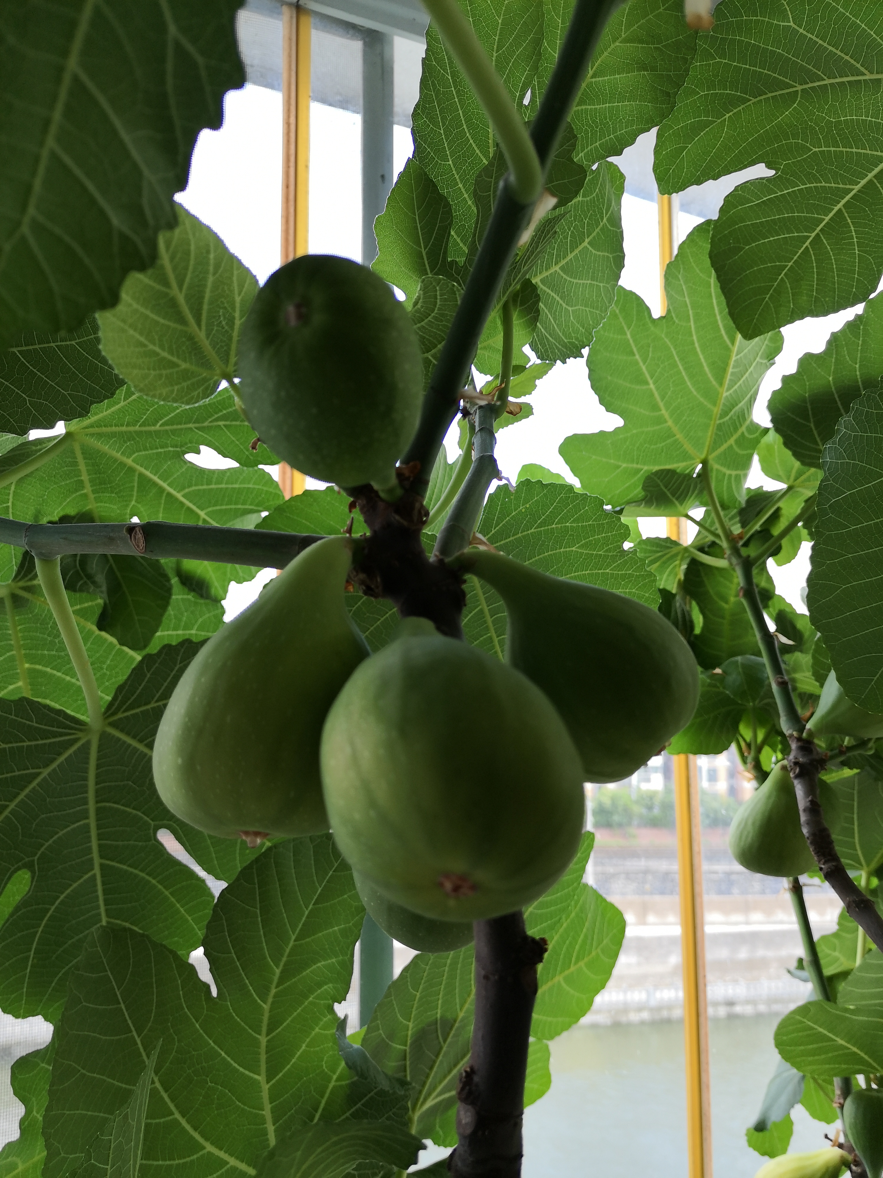 京东绿植绿萝盆栽除甲醛花卉绿植办公室新房净化空气 龙蛋竖纹4盆源头直 实拍图