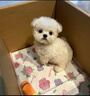 宠迈鑫纯种比熊幼犬小型小体活物卷毛血统比熊犬茶杯宠物狗狗长不大可爱 血统比熊 2026-05-06 ， 母 实拍图