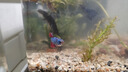 HANYANG 溪河沙水草鱼缸造景底砂免洗溪流粗沙化妆沙龟缸水族养鱼用品2kg 实拍图