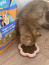 素力高（SolidGold）猫粮金素鸡 成猫幼猫进口高蛋白15磅/6.8kg 实拍图