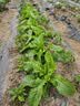 营养土育苗专用土西瓜蔬菜通用型有机土壤种植水稻土肥料 育苗专用土10斤【不烧苗】 实拍图