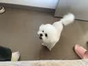 麦富迪狗粮 无谷牛肉双拼狗粮成犬小型犬比熊贵宾缓解泪痕 1.5kg 实拍图