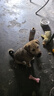 奥丁（ODIN）NEO老年犬狗粮成犬小型中大型犬通用柯基金毛高龄犬专用狗粮1.5kg 实拍图