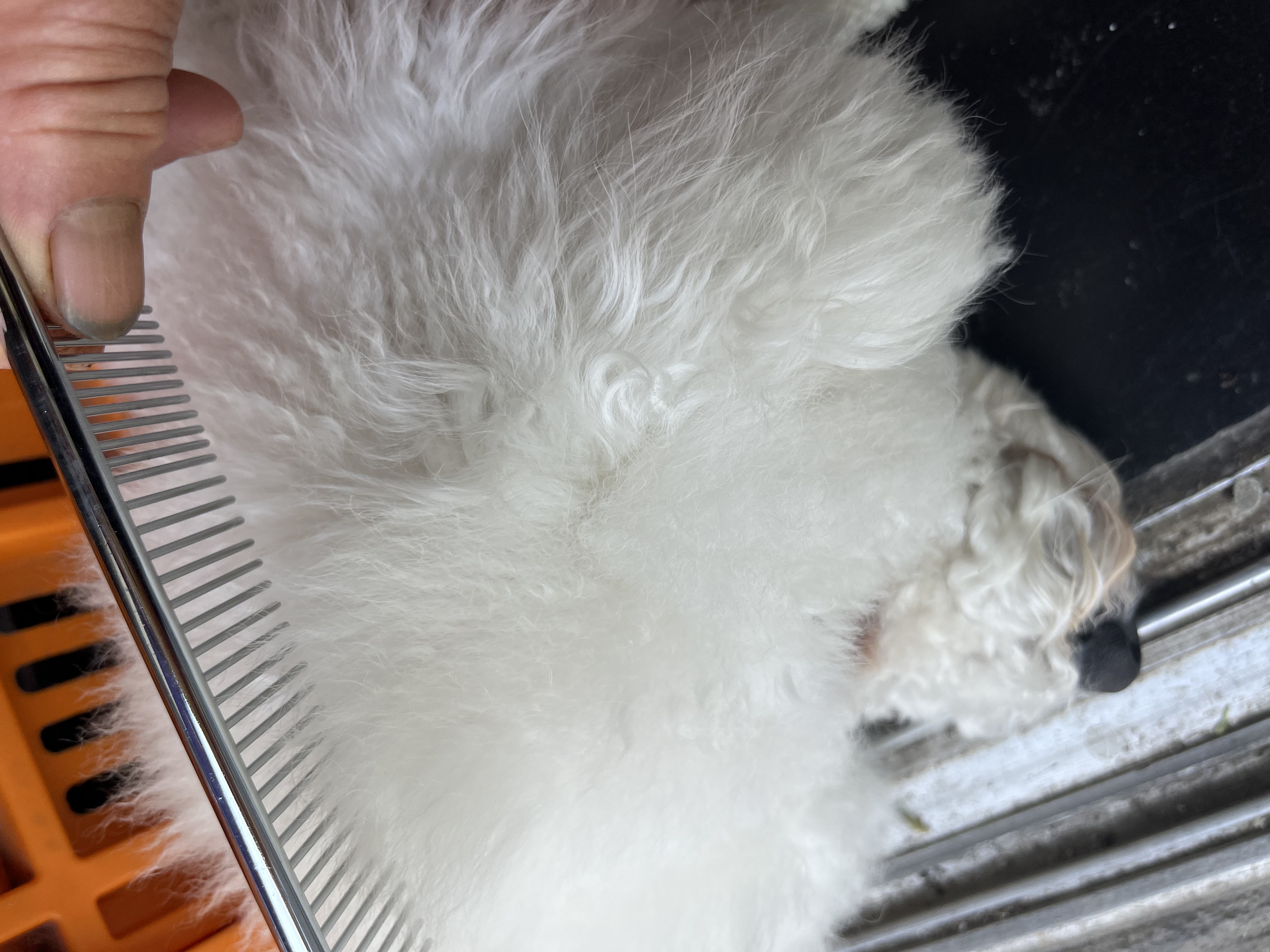 HELLOJOY宠物猫咪狗狗排梳猫梳子宠物去浮毛开结钢梳布偶长毛猫专用猫毛梳 实拍图