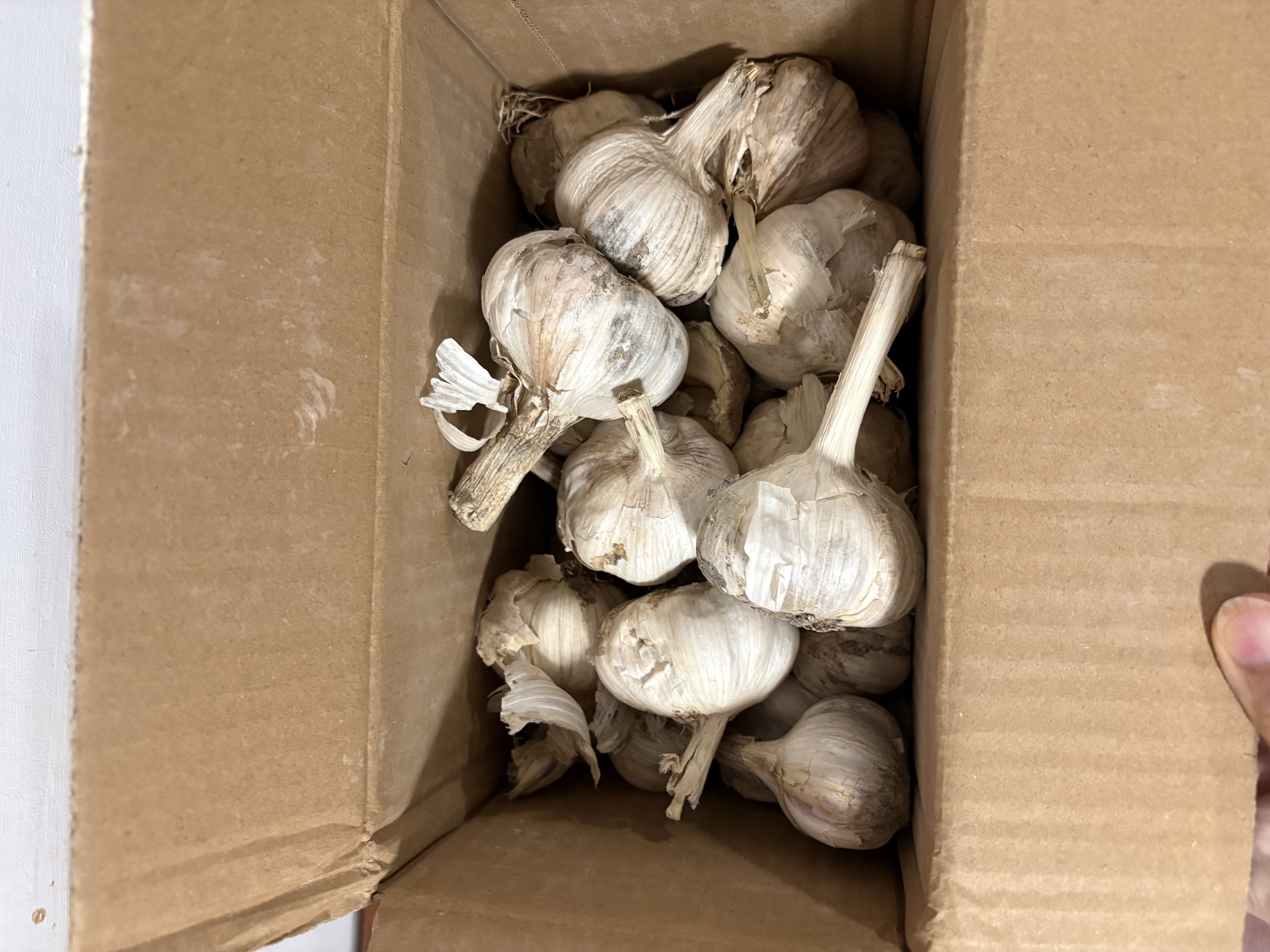 河南大蒜新干蒜紫皮精品小龙虾烧烤食材大蒜 净重3斤新干蒜 实拍图