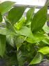京东绿植绿萝盆栽除甲醛花卉绿植办公室新房净化空气180加仑4盆装源头直 实拍图