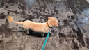 普安特狗狗猫咪宠物眼药水滴眼液流眼泪洗眼水眼睛结膜炎眼药滴贝朗明 贝朗明滴眼液 8ml*1瓶 (眼流脓眼红肿) 实拍图