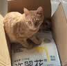皇家猫粮 幼猫猫粮 幼猫奶糕 K36 通用粮 4-12月 4.5KG*2 实拍图
