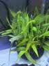 森悠（SARYOR）水草南美青竹鱼缸造景专用制氧净化水质水培植物和鱼共养免种免砂 南美青竹坨草1个【造景好养 自带营养泥坨】 实拍图