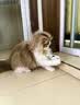 憨憨乐园猫玩具猫咪不倒翁羽毛铃铛逗猫棒球自嗨解闷神器猫猫小猫幼猫宠物 实拍图