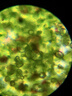 科学罐头（Science  can）显微镜儿童生日礼物学生便携式男女孩6-12岁益智玩具户外礼盒装 实拍图