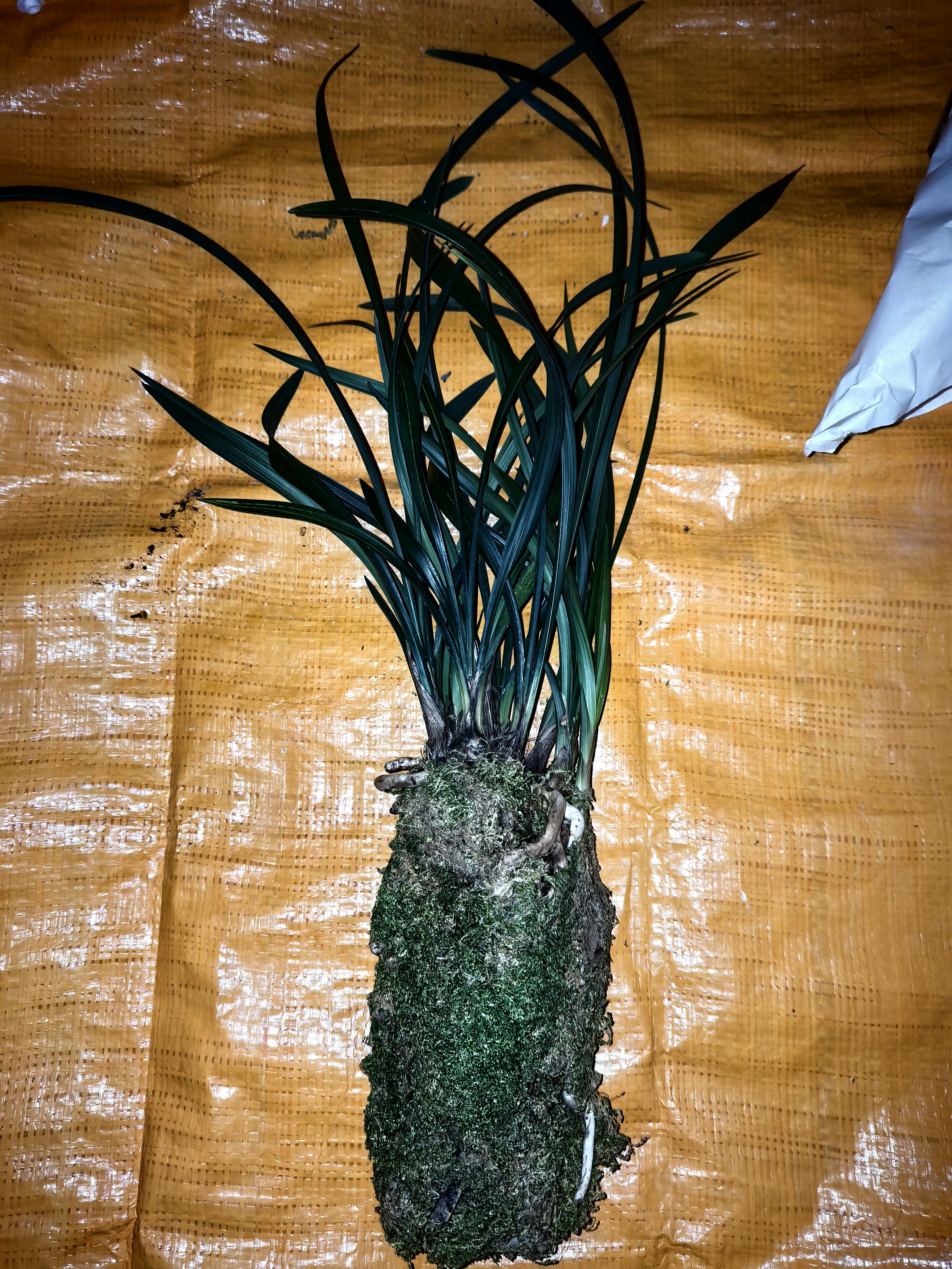 华香园春兰老八种【宋梅】兰花苗浓香型养兰入门室内耐阴绿植花卉 宋梅 1棵4苗 不带花苞 裸根发货 实拍图