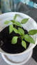 北蔬 各种蔬菜种子生菜草莓香菜小香葱黄瓜阳台四季菜籽 12种蔬菜种子 实拍图