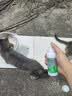 修灭盾喷剂宠物驱虫喷雾猫咪狗狗驱虫去跳蚤虱子蜱虫专用户外驱蚊喷雾 实拍图