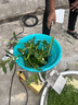 大海边 碎菜机碎草机家用不锈钢饲料喂鸡鸭鹅养殖粉碎机多功能打菜机 【304不锈钢-0卡机】6刀涡轮传动+4500W铜芯-可碎玉米 实拍图