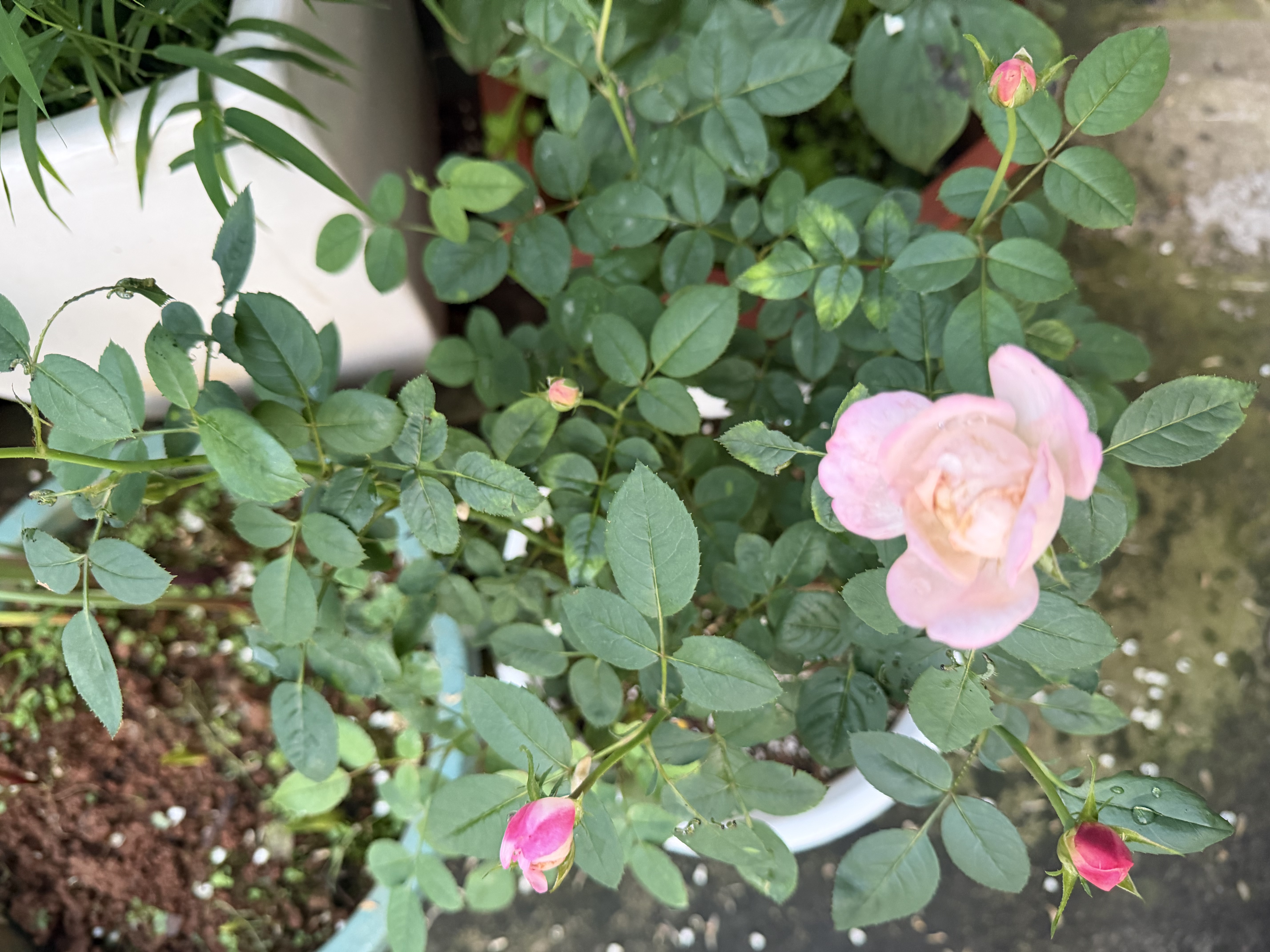 艾莎月季花灌木月季四季开花大花艾莎玫瑰花盆栽基地直发 黑巴克【淡香型】多分枝 大苗45厘米左右  【不含盆】 实拍图