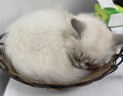 皇家幼猫奶糕 幼猫猫粮 BK34 通用粮 1-4月 2KG 实拍图