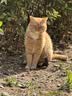 欧恩焙加拿大自营猫粮进口幼猫成猫全价无谷烘焙鱼肉味5磅【2.27kg】 实拍图