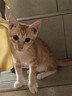 力狼 猫条猫零食 成幼猫通用宠物猫咪零食猫湿粮 鲜肉混合口味猫条15g*10支 实拍图
