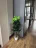花沃里仿真发财树绿植盆栽仿真花植物假花金钱树客厅落地假盆景室内装饰 实拍图