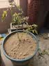 果汁阳台月季花苗四季开花卉盆栽绿植物室内花易活玫瑰带花苞庭院 艾莎【大花浓香，月月开分枝多】 【带花苞】【盆口径15cm】原盆冠25高35 实拍图