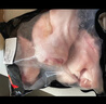 双汇猪小蹄膀净重3斤冷冻猪蹄膀猪肘子切块猪肉酱卤蹄髈 实拍图