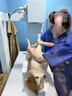 皇家狗粮 幼犬狗粮 犬粮 通用犬型 A3 通用粮 2-12月 8KG 实拍图