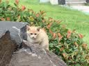 婴享无麸质谷物泡芙无添加蛋奶儿童食品敏宝零食送婴幼儿宝宝辅食谱 实拍图