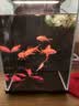 米家智能桌面鱼缸小米生态鱼缸小型二代鱼缸背滤一体缸自循环 实拍图